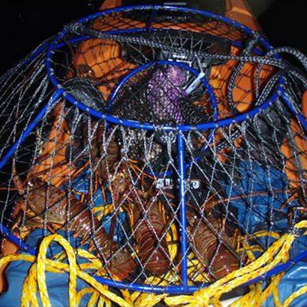 Lobster Hoop Netting